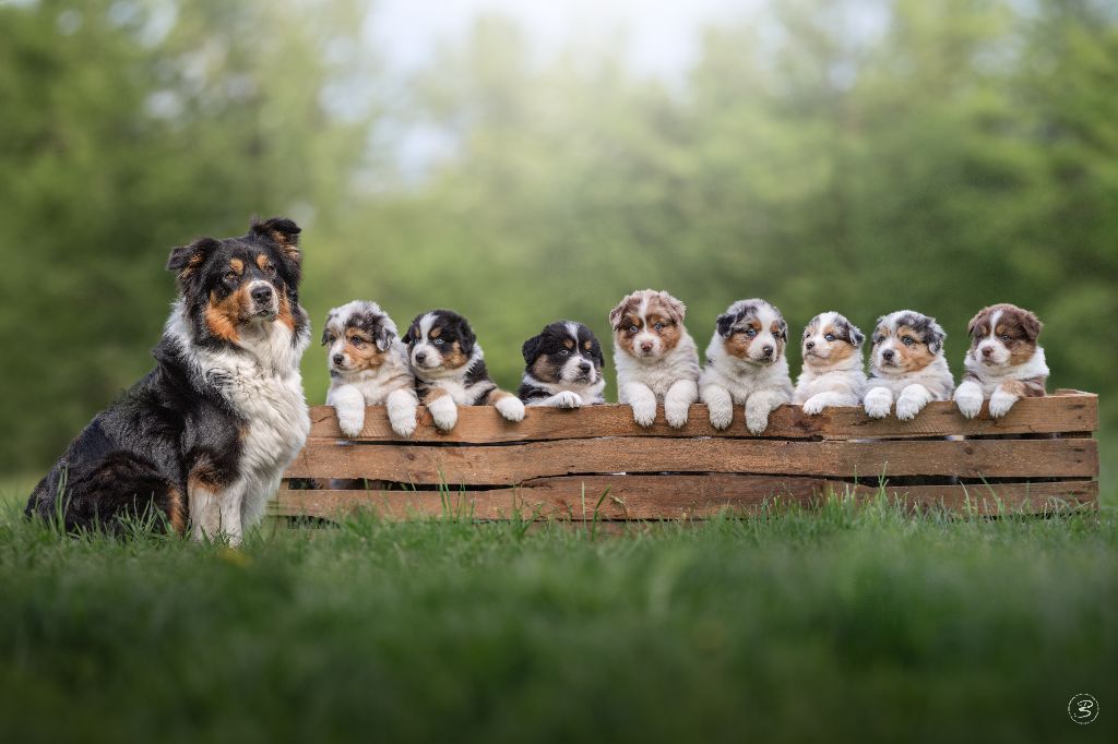 chiot Berger Australien de l'empreinte Eternelle