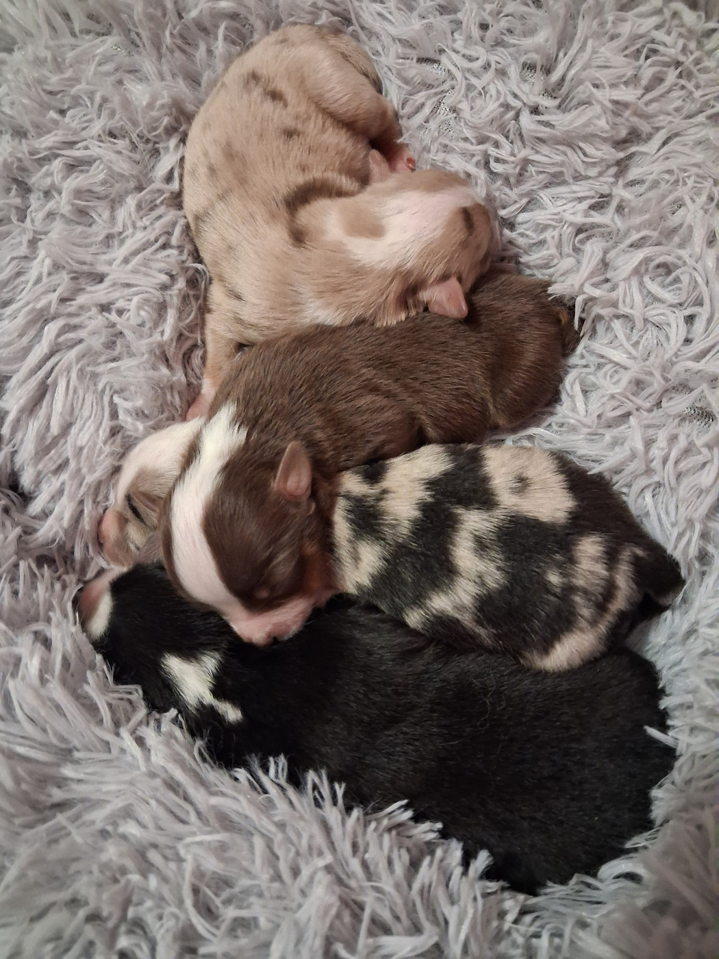 Les 4 bébés de Ségor et Ushuaïa sont nés le 1er février 2026