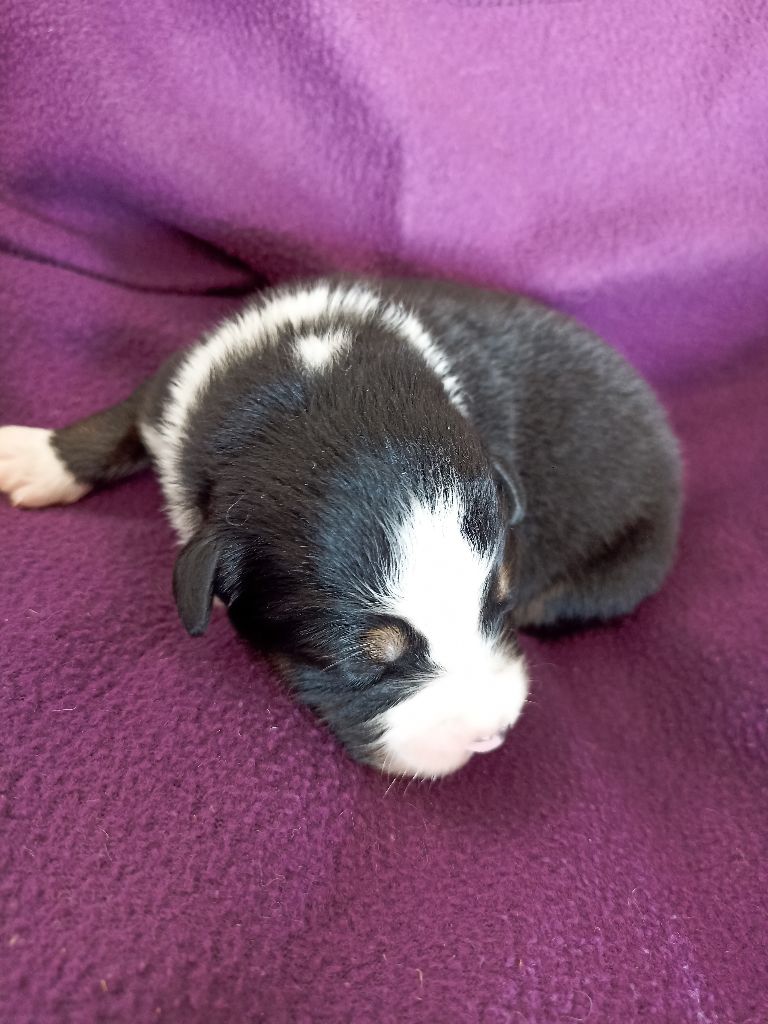 de l'empreinte Eternelle - Chiots disponibles - Berger Australien