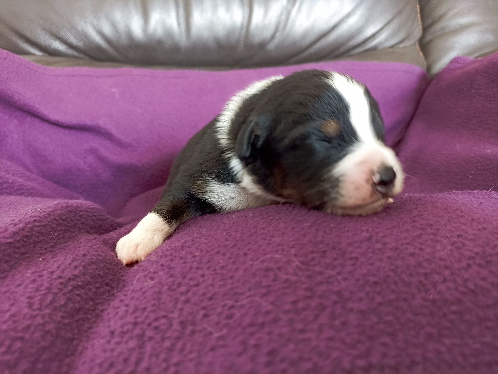de l'empreinte Eternelle - Chiots disponibles - Berger Australien