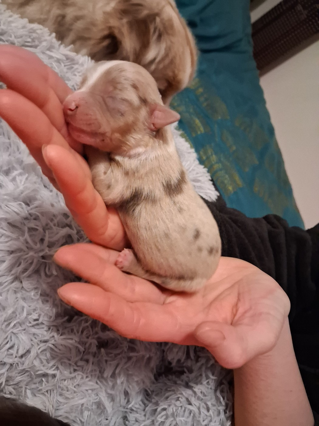 de l'empreinte Eternelle - Chiots disponibles - Berger Américain Miniature 