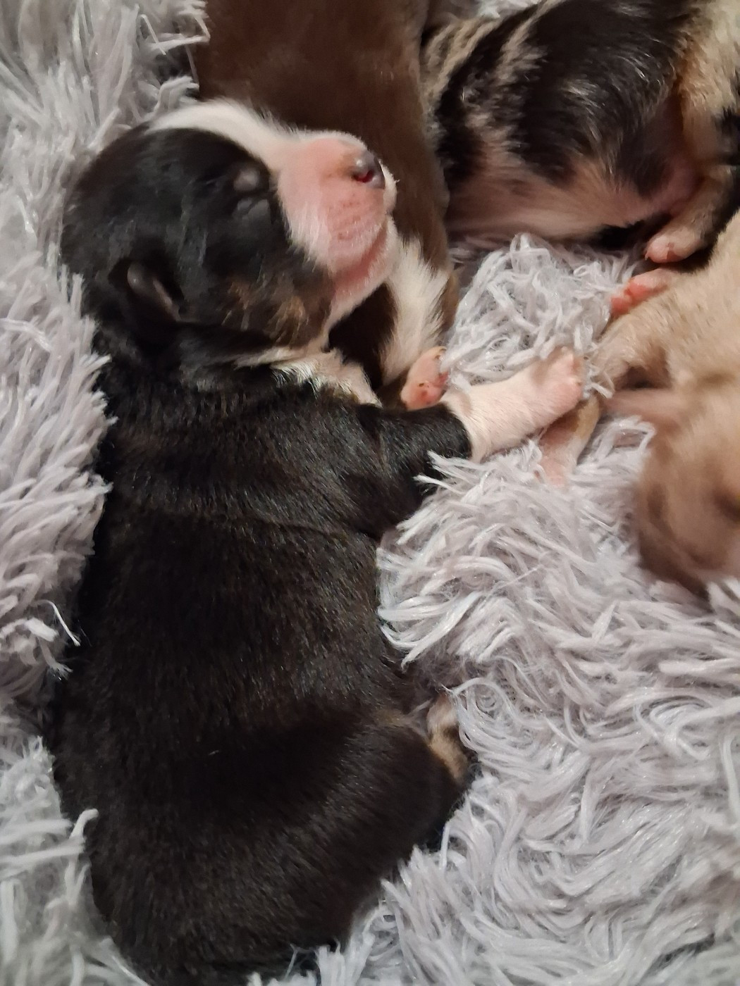 de l'empreinte Eternelle - Chiots disponibles - Berger Américain Miniature 