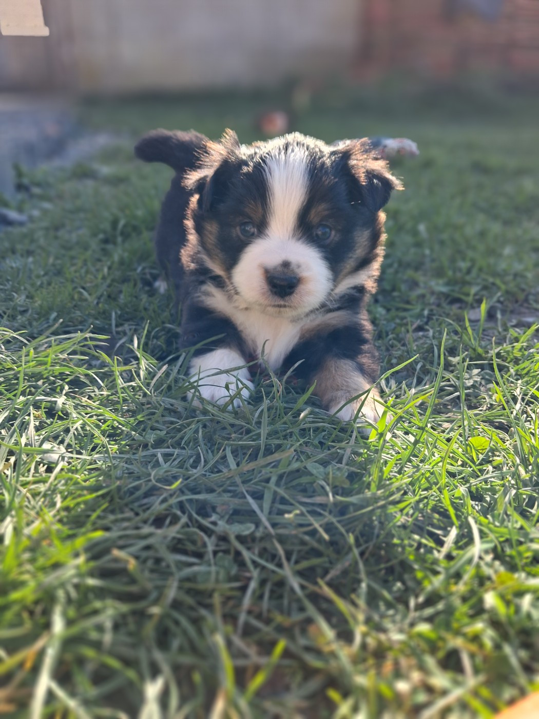 de l'empreinte Eternelle - Chiots disponibles - Berger Américain Miniature 