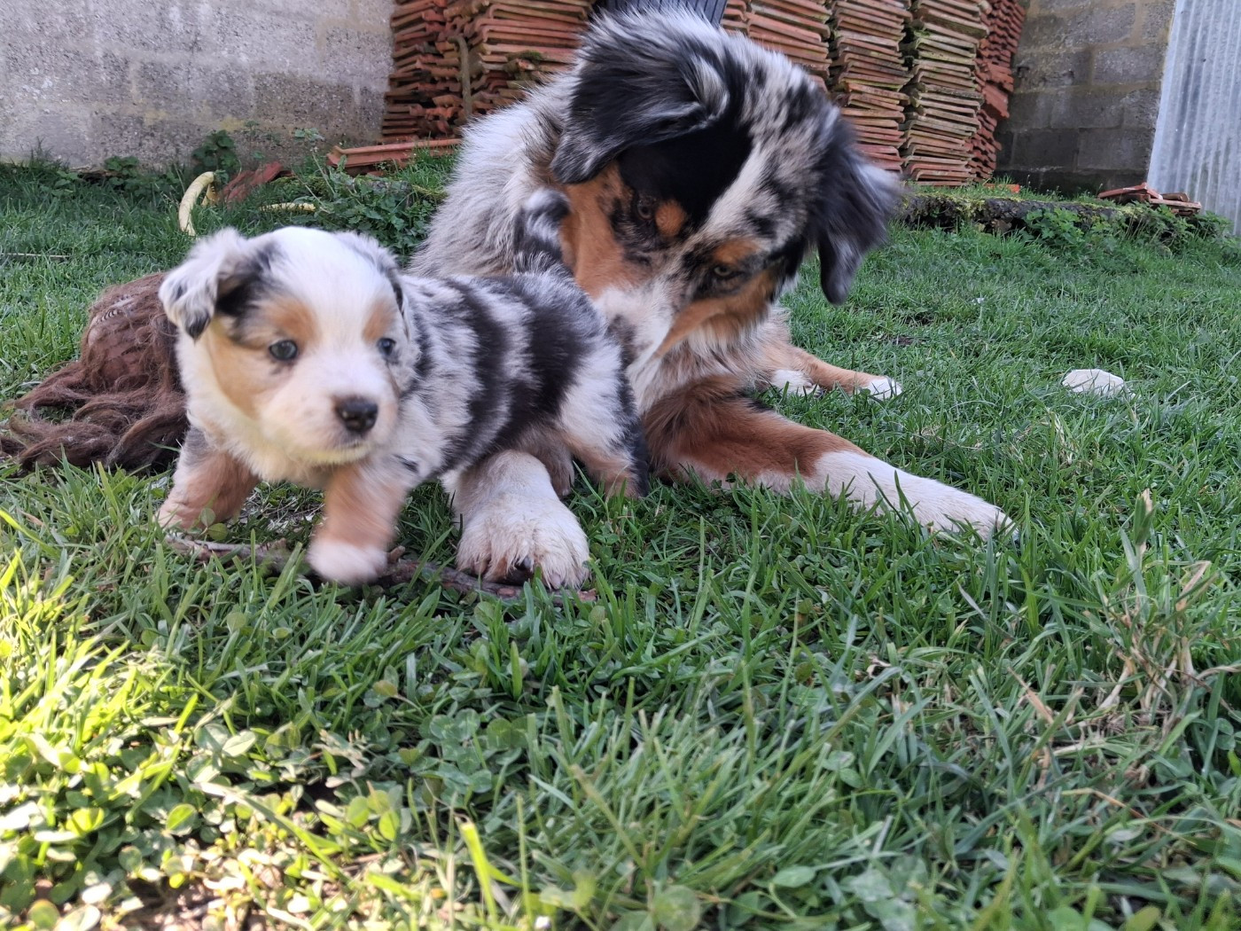 de l'empreinte Eternelle - Chiots disponibles - Berger Américain Miniature 