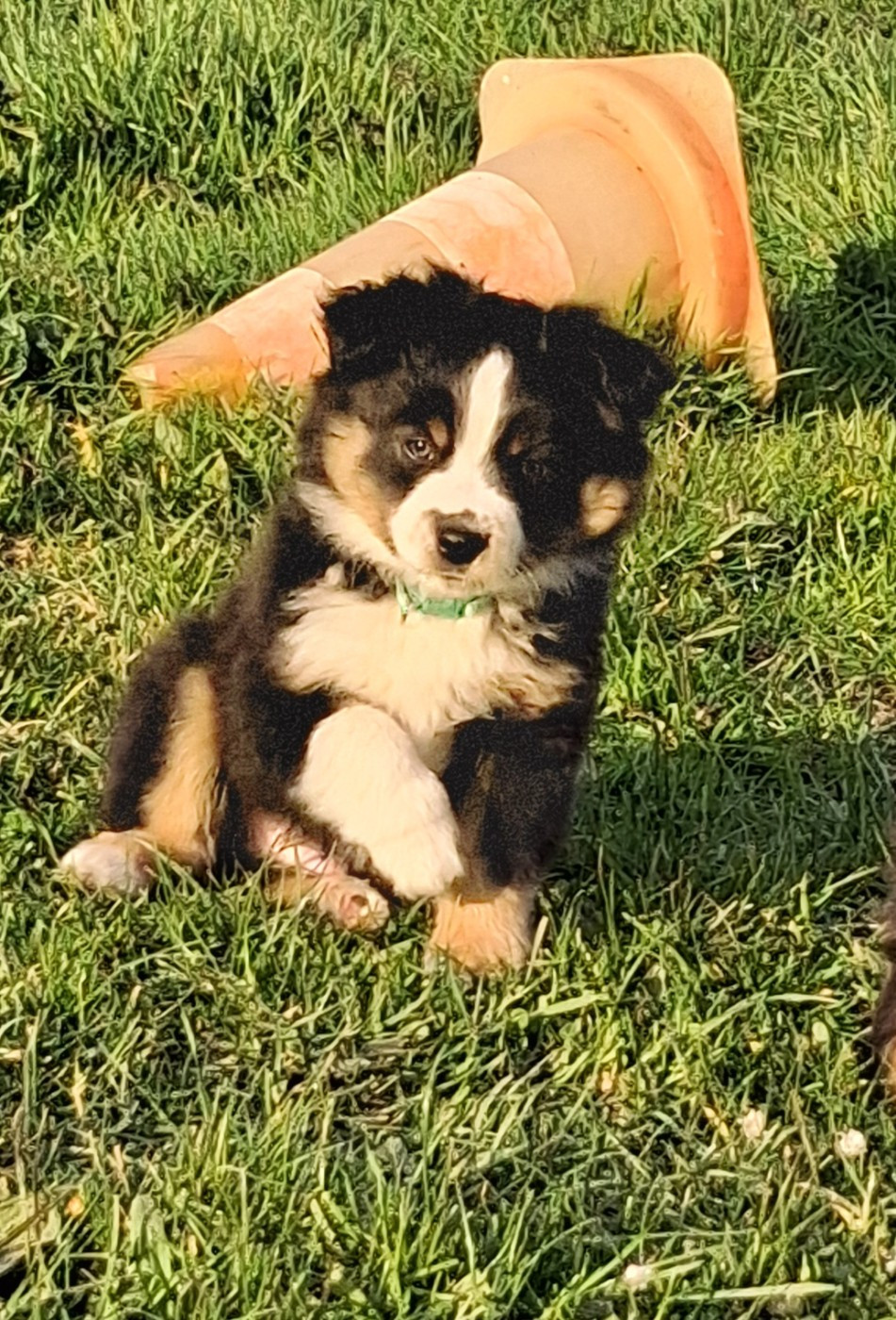 de l'empreinte Eternelle - Chiots disponibles - Berger Américain Miniature 