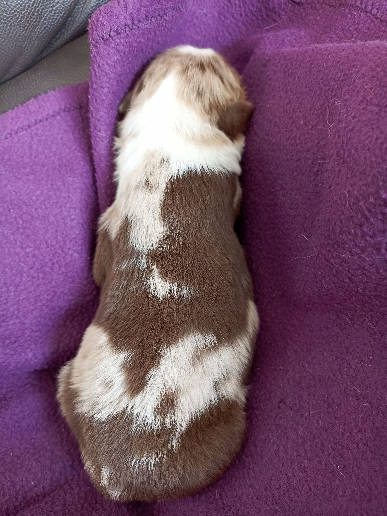 de l'empreinte Eternelle - Chiots disponibles - Berger Australien