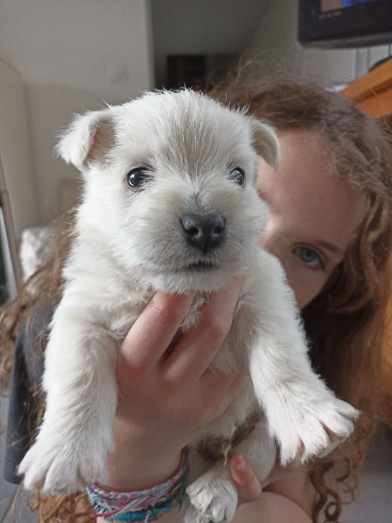 de l'empreinte Eternelle - West Highland White Terrier - Portée née le 03/04/2025