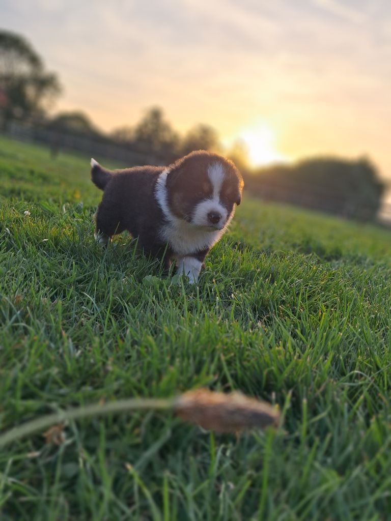 de l'empreinte Eternelle - Chiots disponibles - Berger Australien
