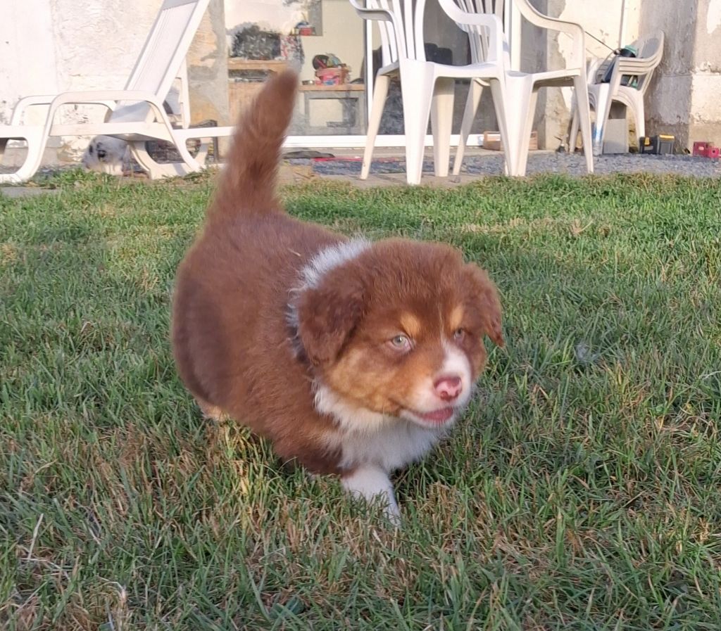 de l'empreinte Eternelle - Chiots disponibles - Berger Australien
