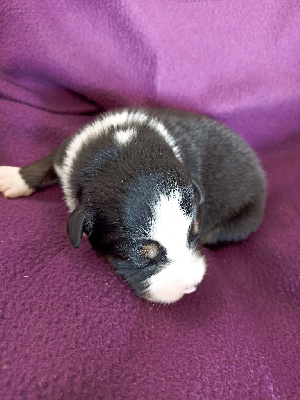 CHIOT