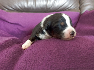 CHIOT