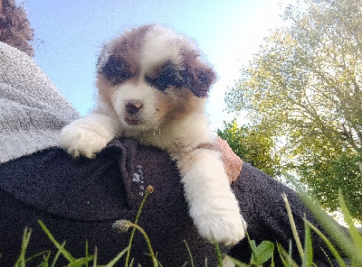 CHIOT