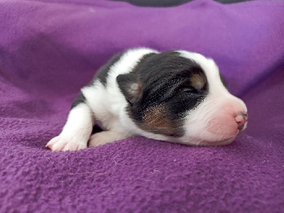 CHIOT