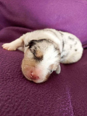 CHIOT