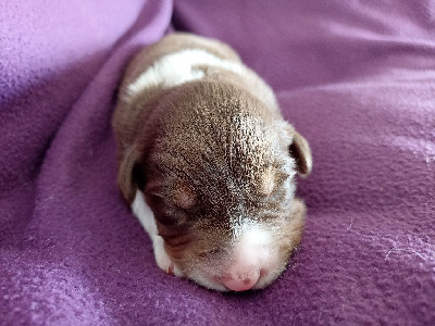 CHIOT