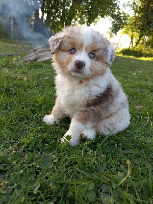 CHIOT