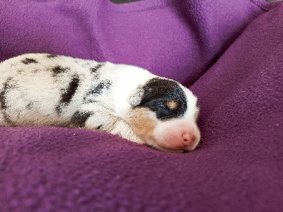 CHIOT