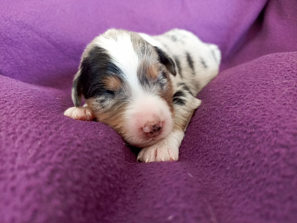 de l'empreinte Eternelle - Chiots disponibles - Berger Australien
