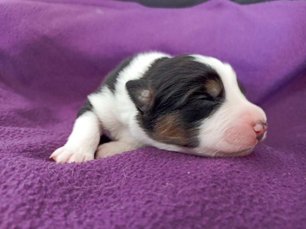 de l'empreinte Eternelle - Chiots disponibles - Berger Australien