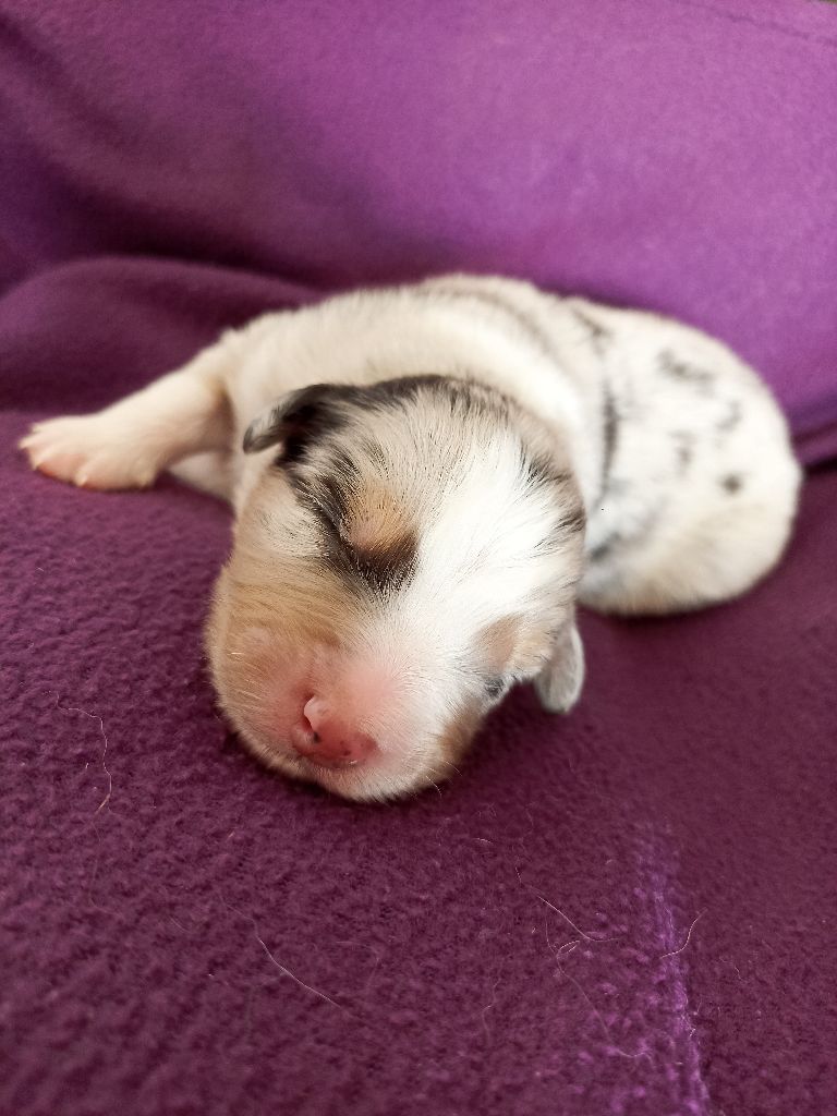 de l'empreinte Eternelle - Chiots disponibles - Berger Australien