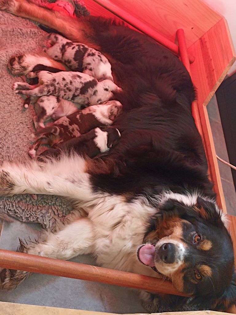Chiot Berger Australien de l'empreinte Eternelle