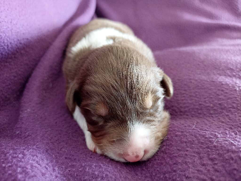 de l'empreinte Eternelle - Chiots disponibles - Berger Australien