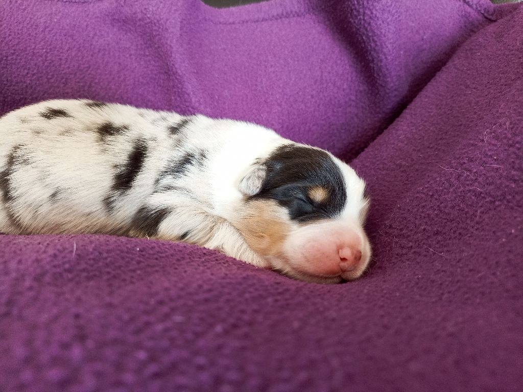 de l'empreinte Eternelle - Chiots disponibles - Berger Australien